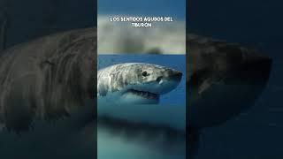 Los sentidos agudos del tiburón #documental #movie #pelicula #viral