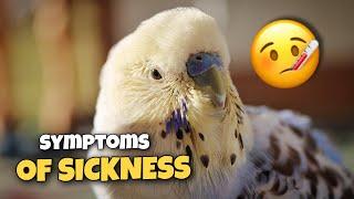 Spotting the 16 Warning Signs of a Sick Budgie