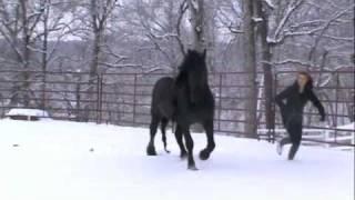 Friesian Stallion Frederik the Great Fun in the snow
