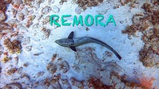 RemoraSucker fishSharksucker #4k #adventure #epic #scubadiving #shortsvideo #shortsfeed