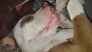 Pitbull snoring