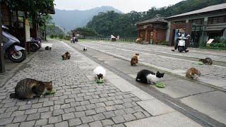 Life Inside The Incredible Cat Village In Taiwan