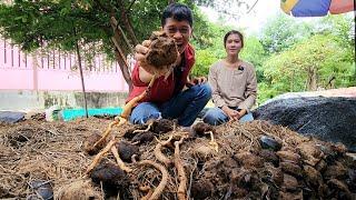 หากินยาก หนึ่งปีมีครั้ง  เอิร์ธสดชื่น สร้างอาชีพ กาญจนบุรี