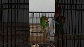 Burung nuri dora kawin #parrot #video #burungnuri #birds #burungnurikepalahitam  #viral