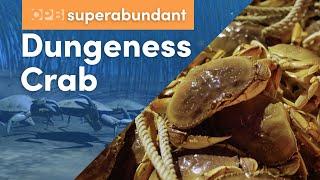 Dungeness crab Oregon’s most lucrative fishery  Pacific Northwest food  Superabundant S2 E1