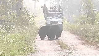 Sloth Bear at Chitwan  animals of Chitwan Nepal wildlife tour #wildlifevideos #wildlife  #animal