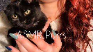 ASMR Kitten Purrs Nail Bites Kisses