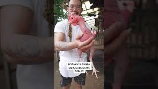 liat ayam botak satu satunya di indonesia  #short