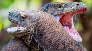 Epic Fight Between Two Komodo Dragons
