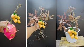 Use Dragon fruit  Grow mango from cuttings using natural rooting for beginners Rooting 100% success