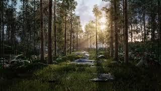 Forest with trees in the morning sunlight 4K Premium Stock Video Without watermarkCinematic shot