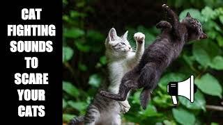 Cat Fighting Sounds to Scare Cats #24