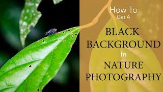 How To Get A Black Background in Nature Photography