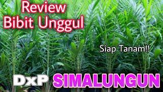 REVIEW BIBIT UNGGUL KELAPA SAWIT DXP SIMALUNGUN SIAP TANAM