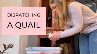 How To Dispatch A Quail