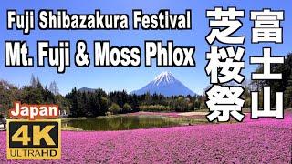 4K 富士芝桜まつり 2023 Fuji Shiba-sakura Festival Mount Fuji 富士山 Moss phlox 富士山観光 山梨観光