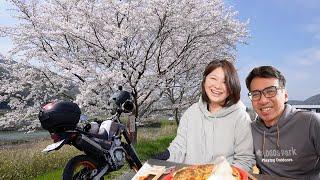 MUSIM SAKURA MAKAN OKONOMIYAKI お好み焼きを食った！