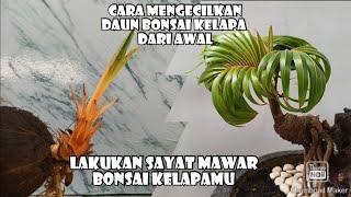 Cara Mengecilkan Daun Bonsai Kelapa Dari Awal  Sayat Mawar bonsai Kelapa Media Air