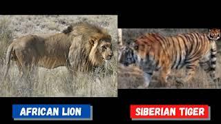 African Lion Vs Siberian Tiger  Massive Beasts Edition  Size Comparison Part - 11  Lion Vs Tiger