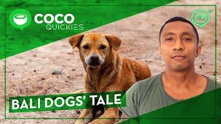 Bali’s Street Dogs  Coconuts TV