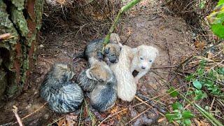 The noise from the depth of woods took us to the puppies  Puppies are soaking wet.