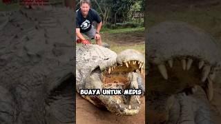 Buaya sebegai antiseptik ? #feedshorts #facts #shortvideo #faktaunik #fakta #animals