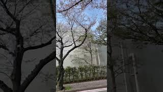 Falling Sakura In Japan