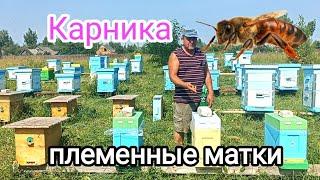 Племенные матки Карника ПЧЕЛОВОДСТВО