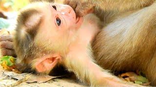 Cute baby monkey and mom they are very sweet - Amazing video