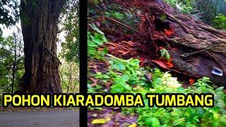 POHON KIARADOMBA TUMBANG