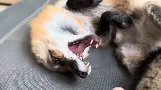 Happy Franny Fox Friday FTF Foxy check in