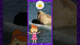 Sea Animals in Tamil Kids Song What Do You See? Song Animals Name and Sounds Tamilarasi