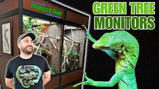 UPGRADING My Green Tree Monitor Lizards into a GIANT Bioactive Vivarium  Custom Reptile Habitats