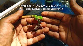 Cara mudah membuat bonsai shito sancang  premna microphylla