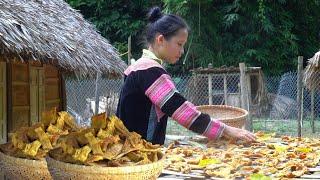 Harvesting & Processing Dried Bamboo Shoots Using Sunlight  1 Year Living in the Forest