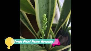Snake Plant Flower Meaning - Here is What you need to Know.