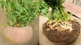 This is how to grow ginger in pot at home  How to plant ginger in pot for beginner by V Garden