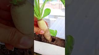 Growing Radish in PVC Pipe  #gardening#radish #v87garden