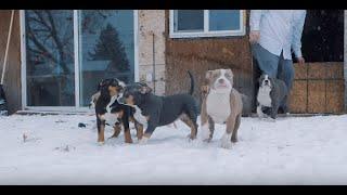 How To Prep For A New Puppy American Bully