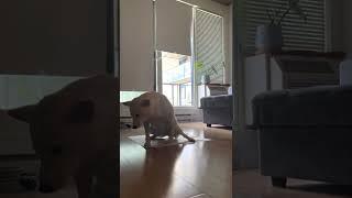 【柴犬】おしっこギリギリがまんして外で遊んでた柴犬つき　#shorts #shibainu