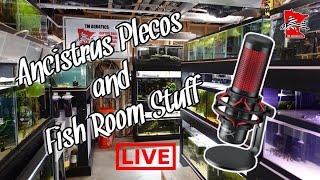 Ancistrus Plecos and other Fish Room Talk
