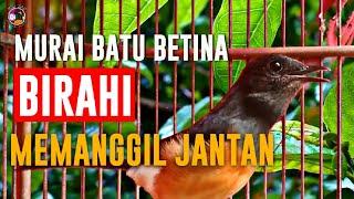 PANCINGAN MURAI BATU BETINA SIAPAN  COCOK UNTUK MENAIKAN BIRAHI MURAI JANTAN NAIK GACOR & LANTANG