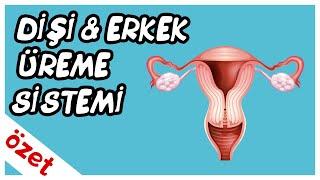 Dişi ve Erkek Üreme Sistemi Özet