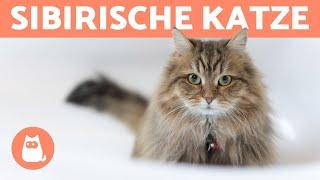 SIBIRISCHE KATZE - Charakter Pflege und Gesundheit