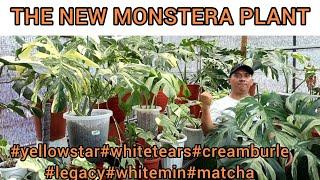 WOW  VARIAN VARIGATA MONSTERA TERBARU  VARIGATA MEWAH  JANGAN SKIP ADA HARGA EKONOMIS JUGA LOH