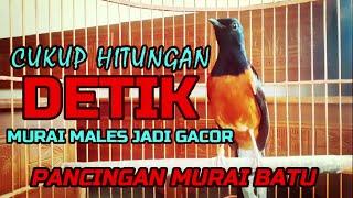 CUKUP HITUNGAN DETIK MURAI MALES JADI GACOR MENDENGAR PANCINGAN INI