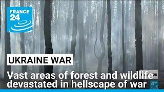 Ukraines vast forests devastated in hellscape of war • FRANCE 24 English