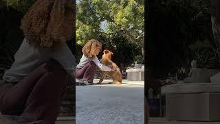 Brushing Out My Dog’s Winter Coat   AriannaIndia #dogshorts #dayinmylifevlog