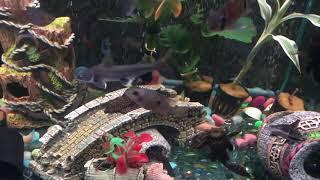 Can you tell Male & Female on  Colombian Shark Seemanni Catfish