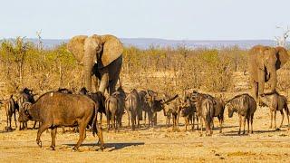 The Elephant Who Believes Shes a Buffalo   A Unique Wildlife Tale